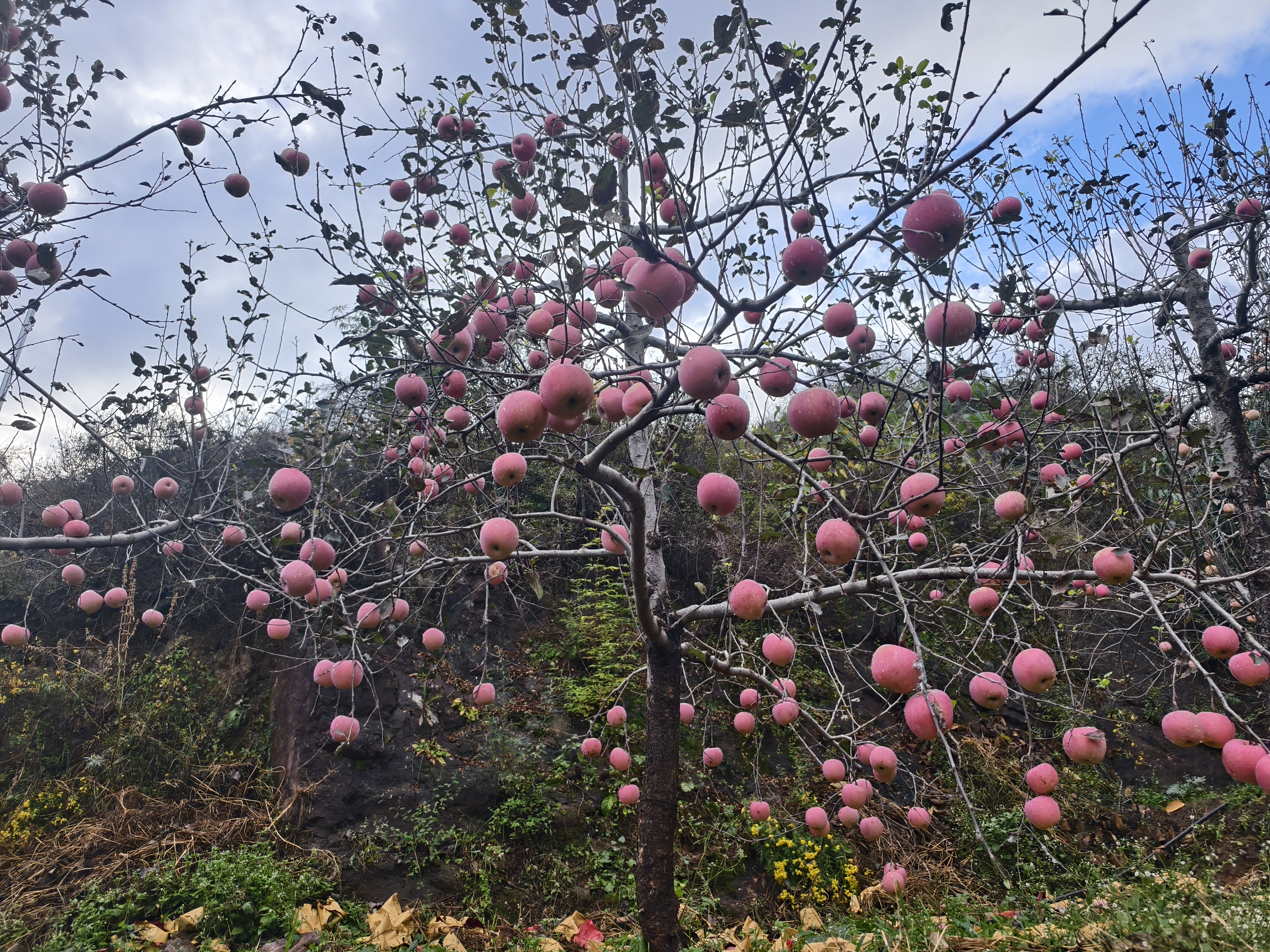 河北邢台信都区浆水镇的苹果成为农民“致富果”。人民网记者 李栋摄